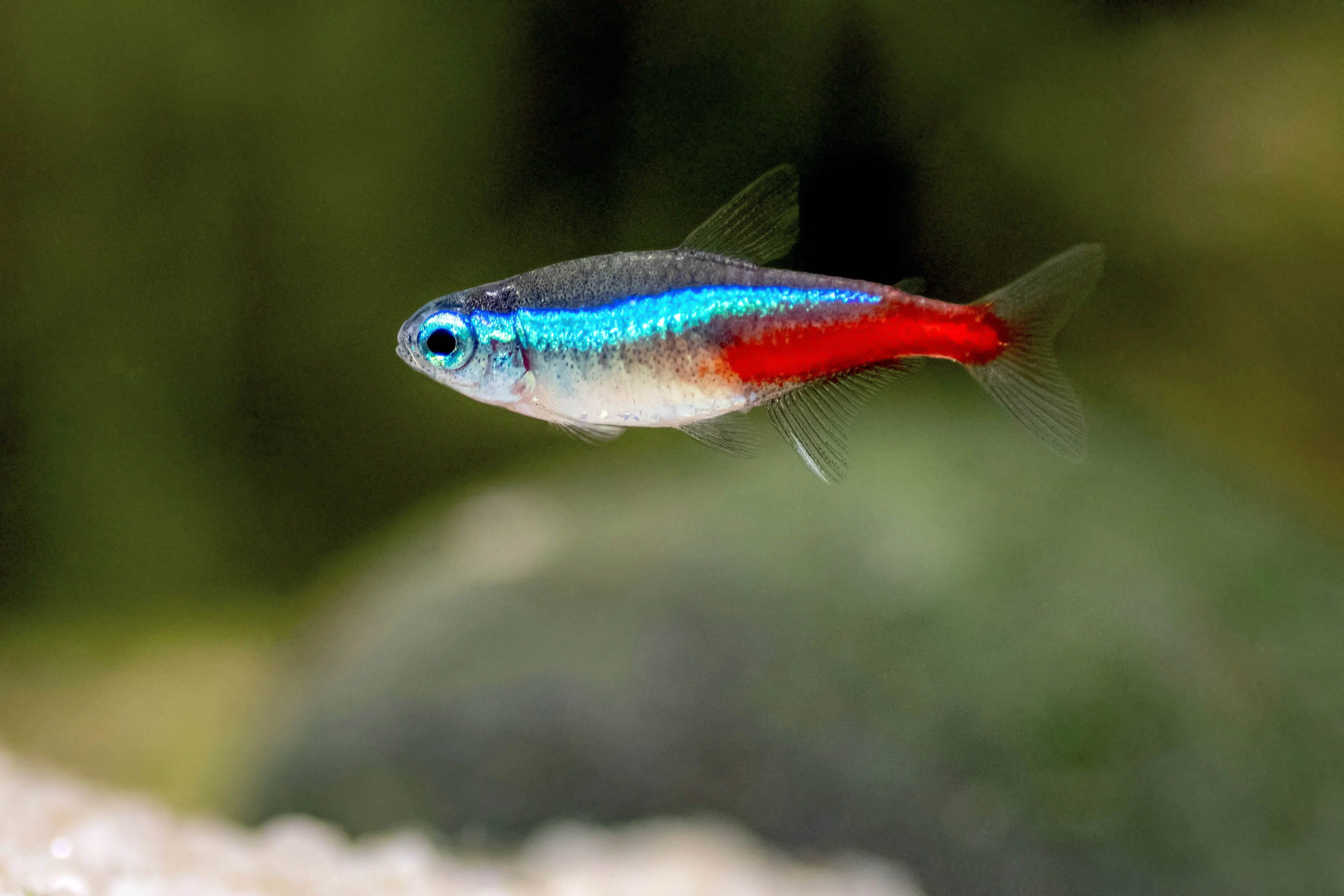 Expertly Made Neon Tetra PACK OF 6 Functional