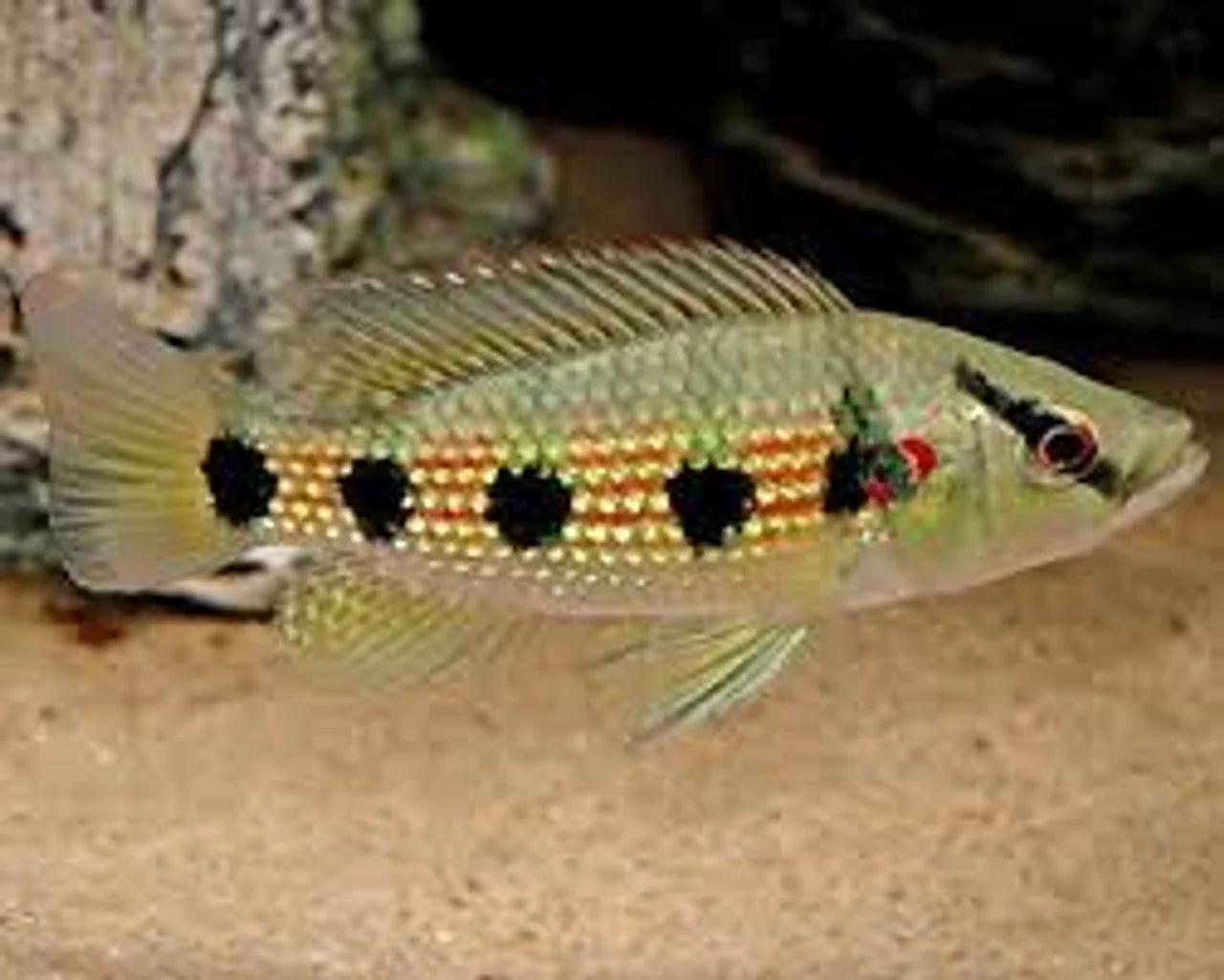 Secure Jewel Fish 5 Spot Smooth