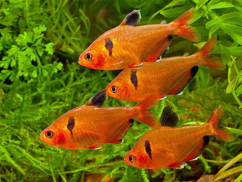 Responsible Serpae Tetra PACK OF 6 Refined