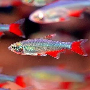 Relaxed Bloodfin Tetra PACK OF 6 Stylish
