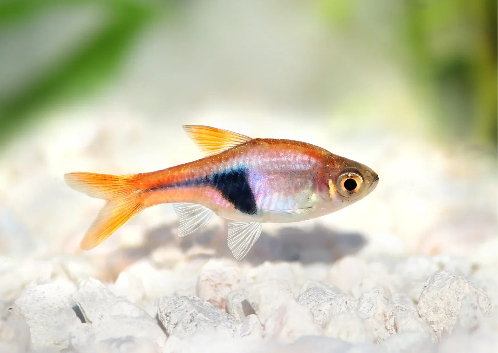 Next-Generation Harlequin rasboras PACK OF 6 Minimalist
