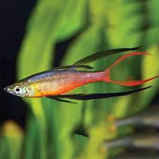 Artisan Threadfin Rainbowfish Convenient
