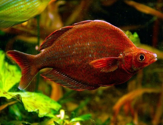 Crafted Red Rainbowfish New Guinea Rainbowfish Outstanding