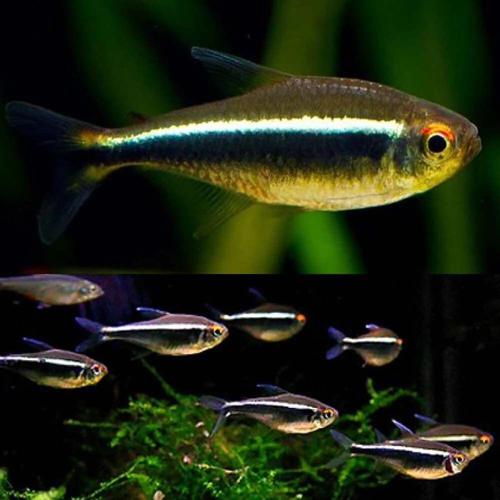 Enhanced Black Neon Tetra PACK OF 6 Carefully Designed