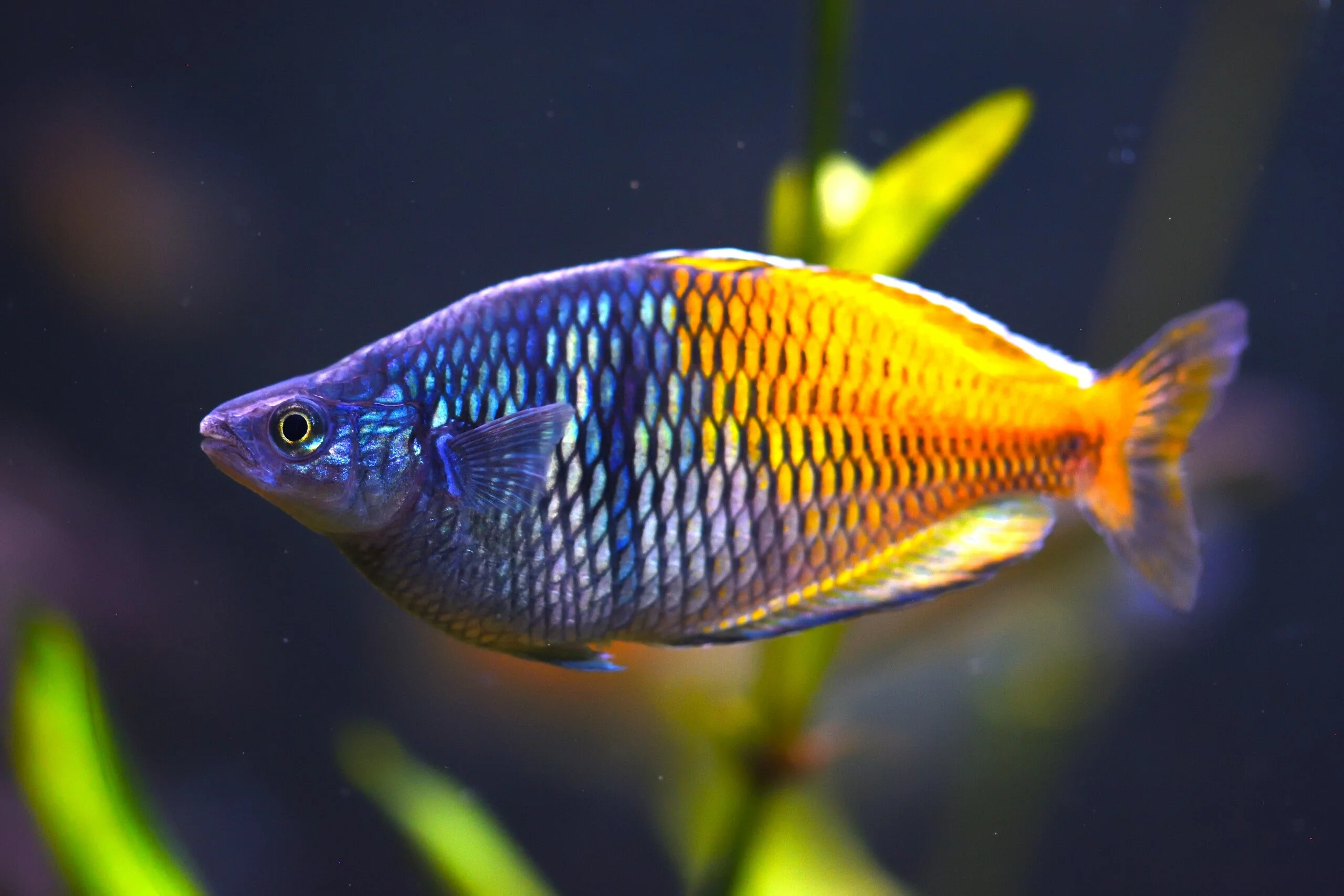 Top-Quality Boesemani rainbowfish Long-Lasting
