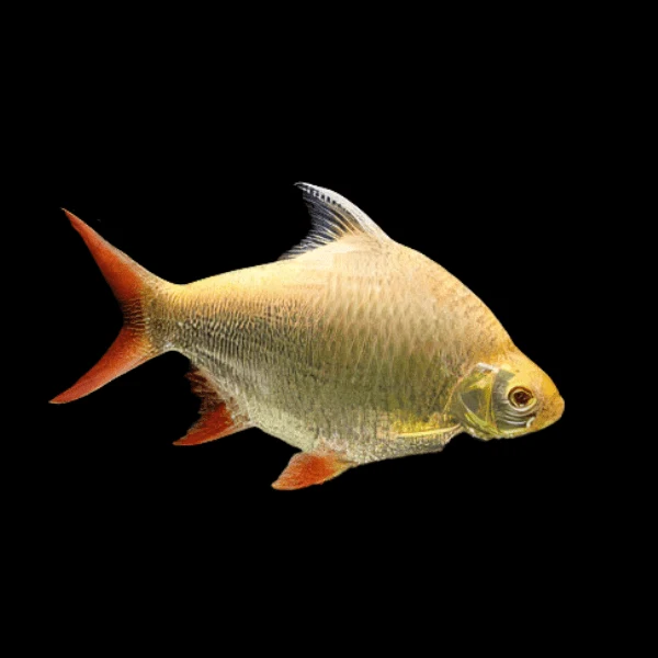 Selected Redtail Tinfoil Albino Barb Elegant