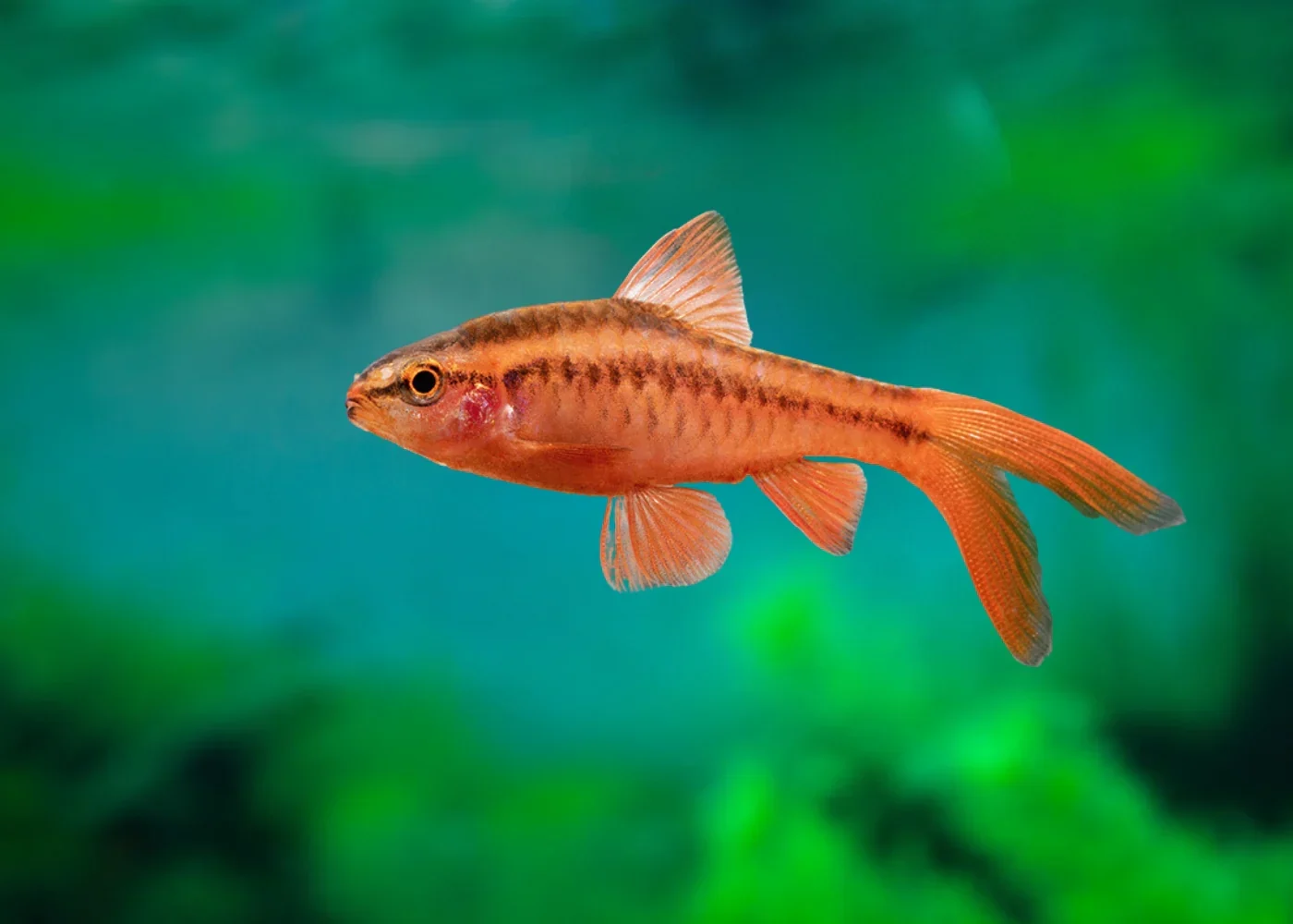 Optimized Longfin Cherry Barb PACK OF 6 Flexible