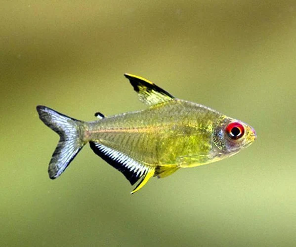 Fast Lemon Tetra PACK OF 6 Lightweight