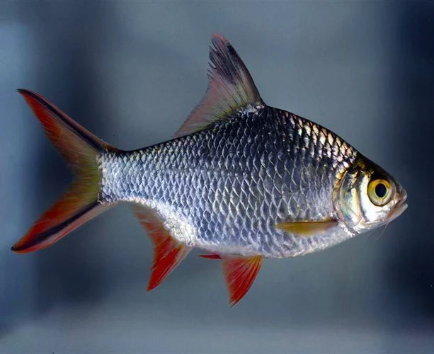 Lightweight Redtail Tinfoil Barb Barbonymus schwanenfeldii 3 Functional