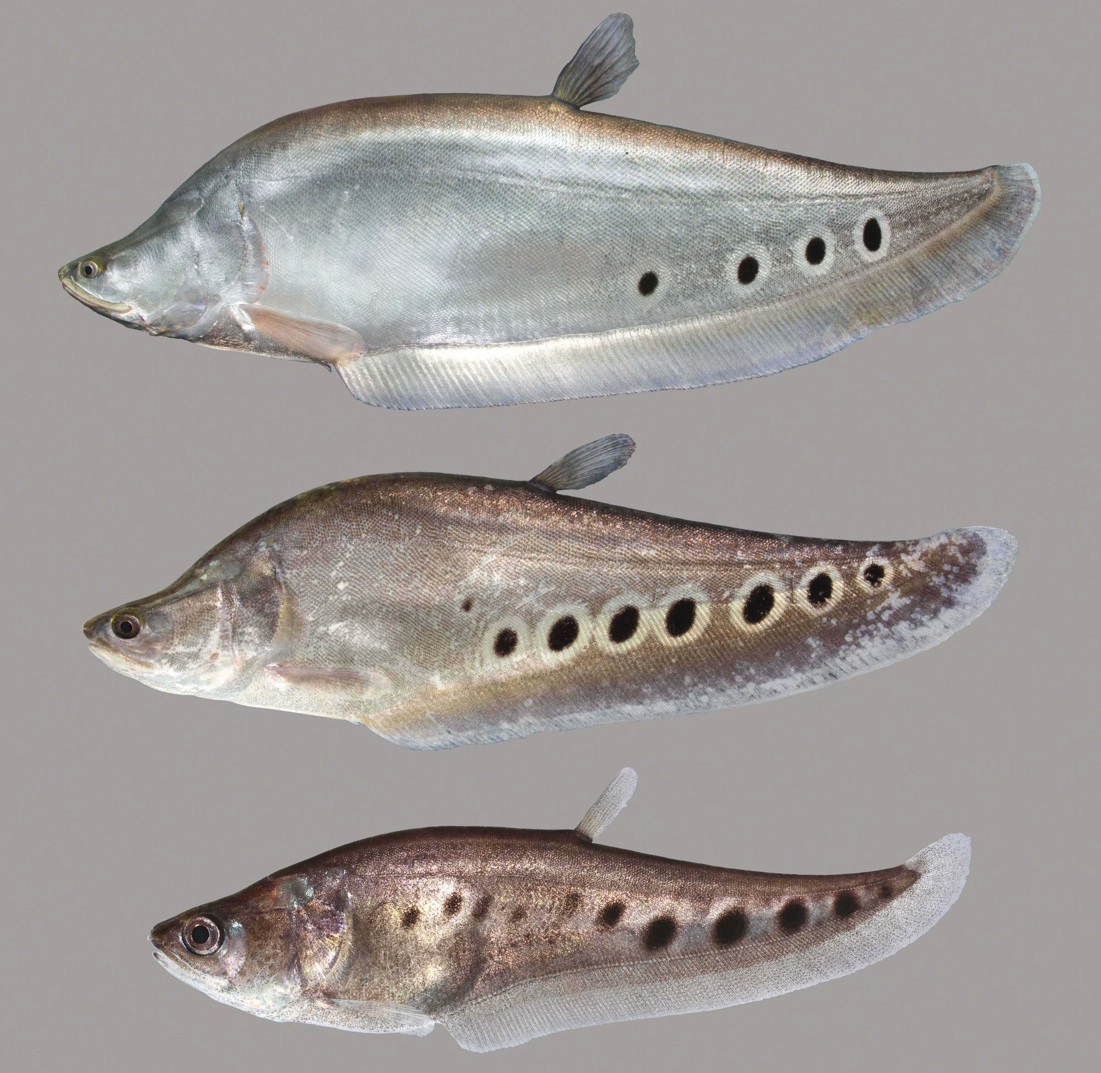 Casual Clown Knifefish Superior