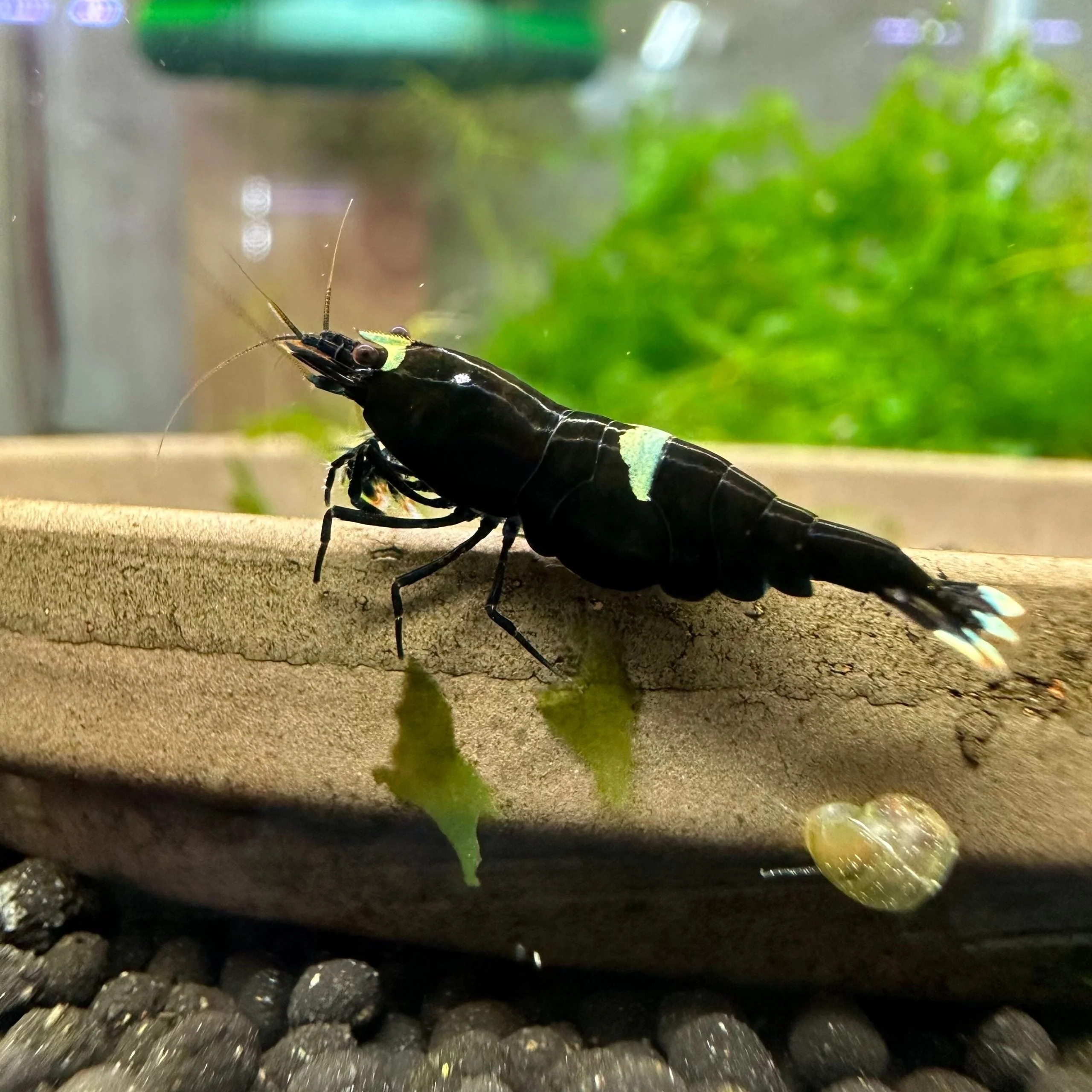 Smart Black King Kong shrimp pack of 6 Casual