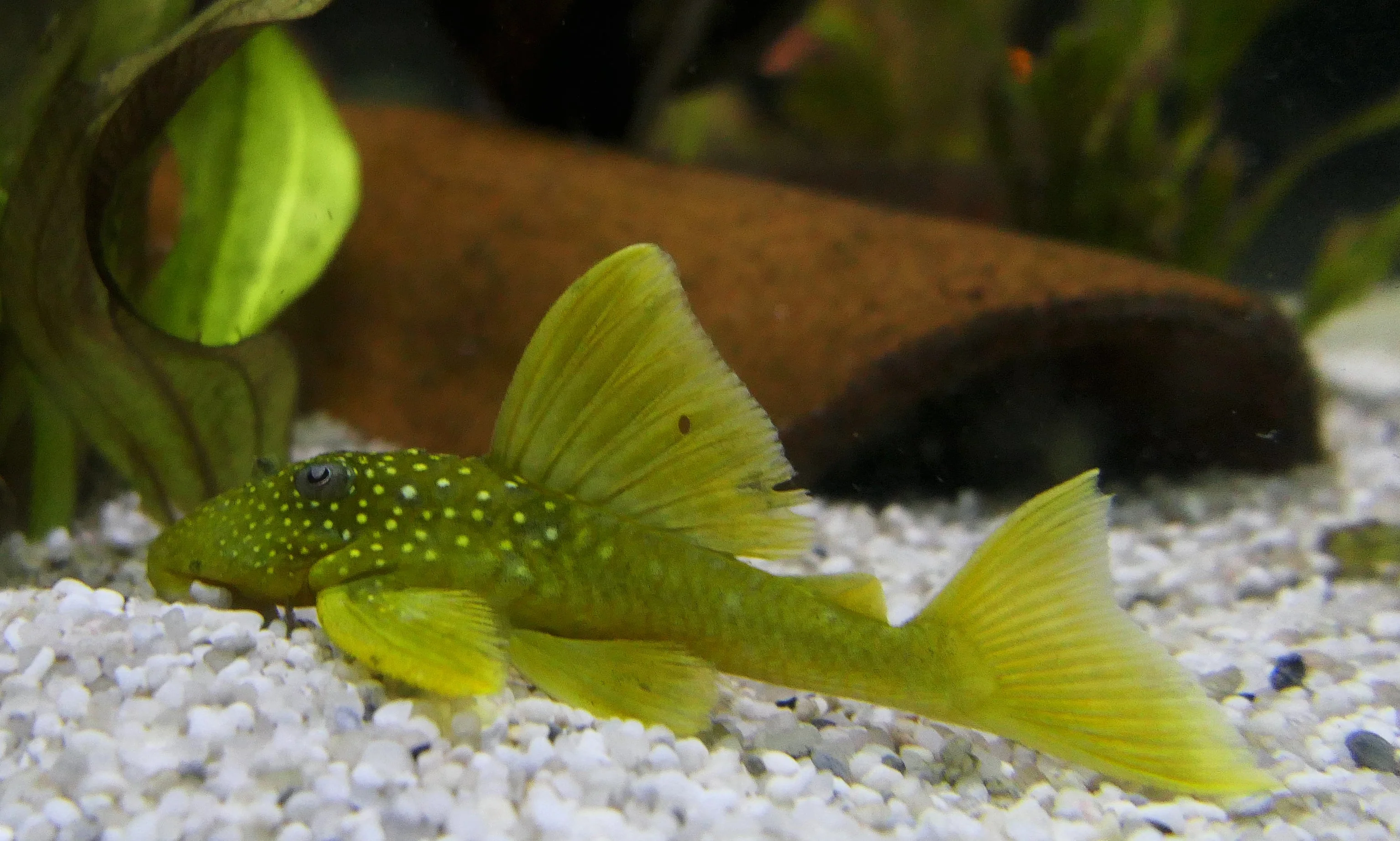 Genuine Green Phantom Pleco Quality