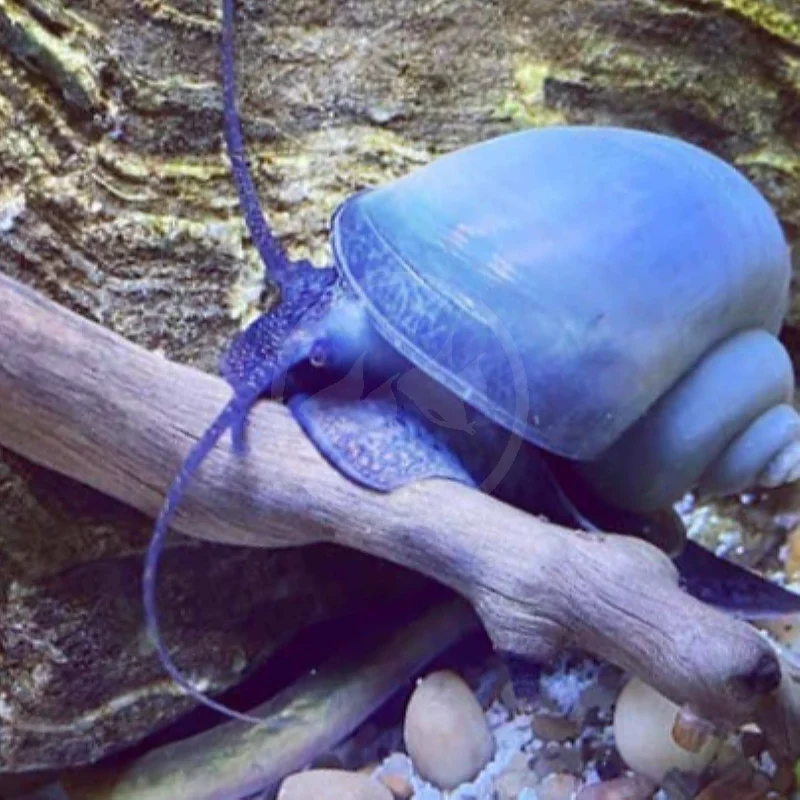 Certified Blue Mystery Snails Pomacea bridgesii Sophisticated