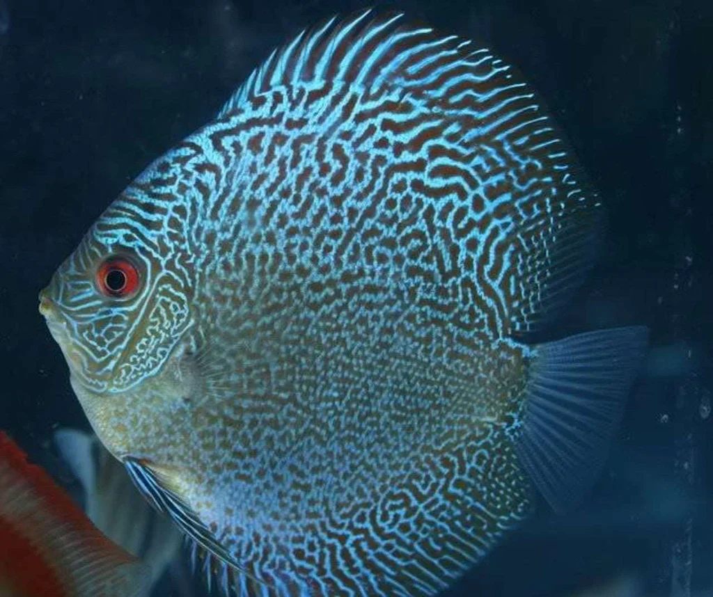 Modern LEOPARD SNAKESKIN DISCUS Classic