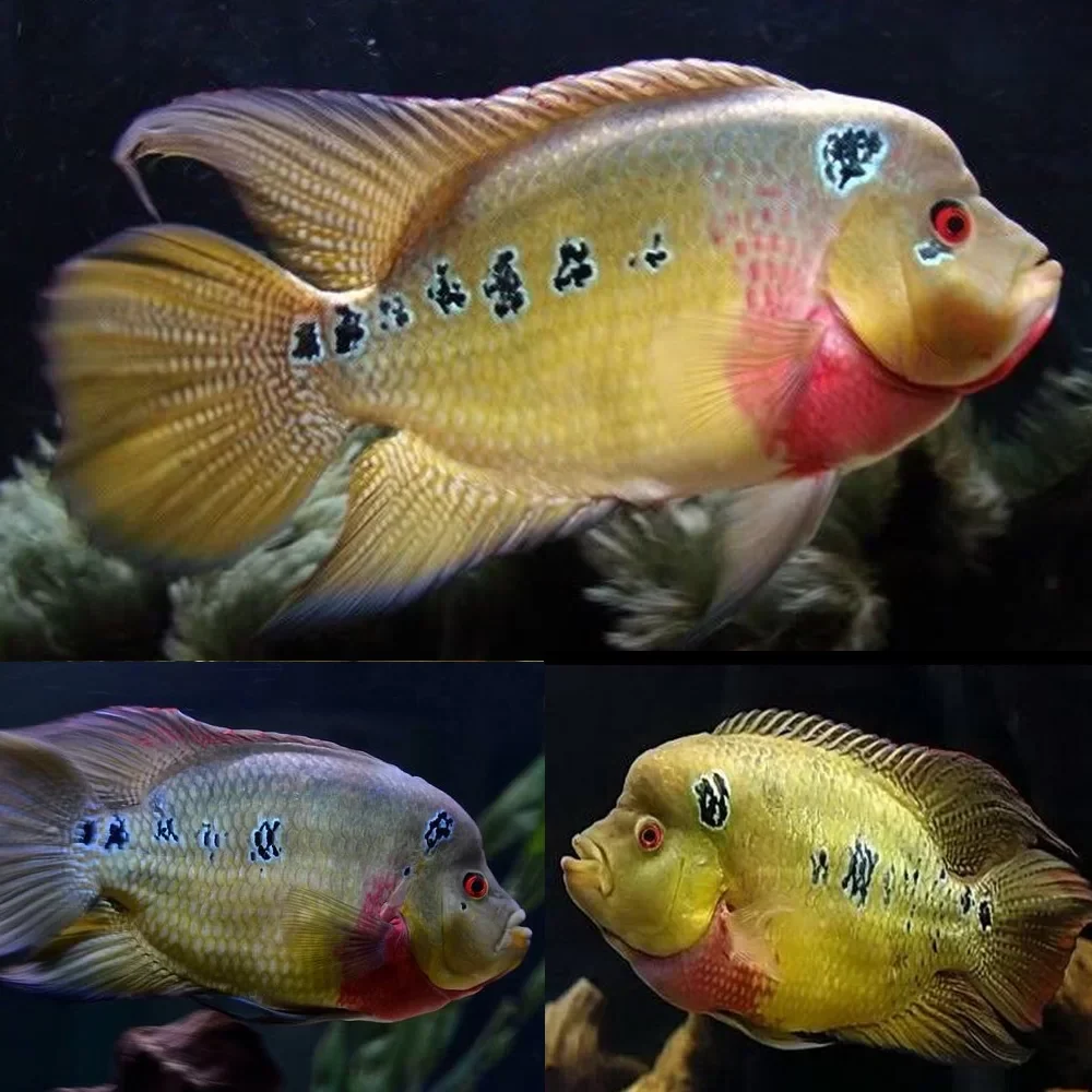 Organic Trimac cichlid Amphilophus trimaculatus Prestigious
