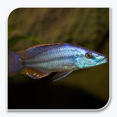 Artisan Rock-Dwelling Mbuna Cichlid – Compressiceps East African Cichlid Premium Material