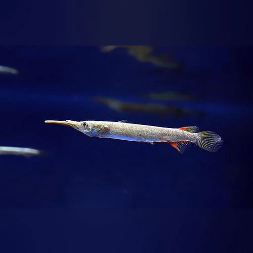 Genuine Halfbeak fish 1 -1.5 Green