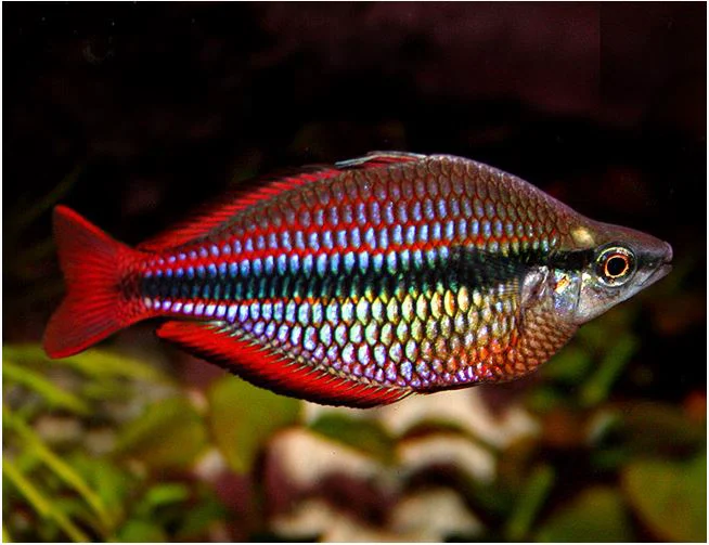 Safe Goyder River rainbowfish Melanotaenia trifasciata PAIR Efficient