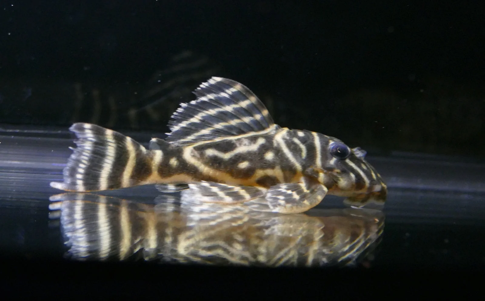 Efficient Colombian Zebra Pleco L129 High-End