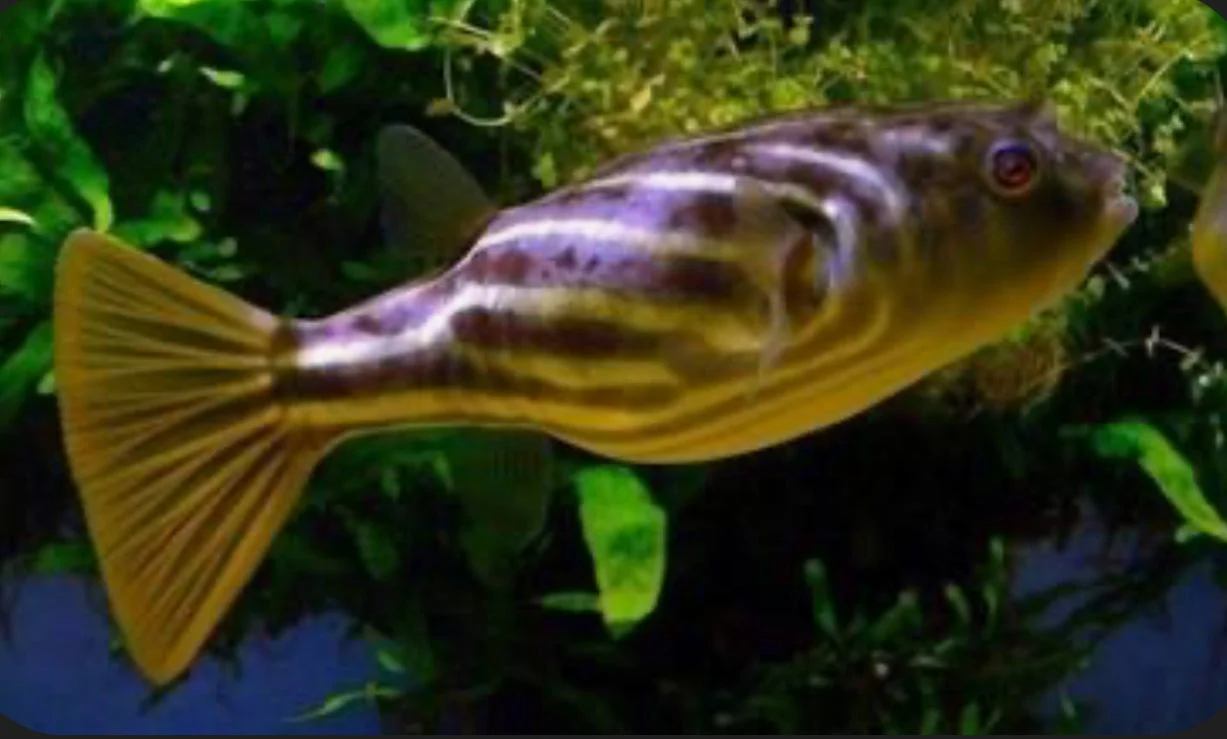 High-Grade Fahaka Puffer Fish Tetraodon Lineatus 5 -6 Sustainable
