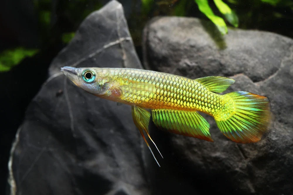 Official Golden Wonder Panchax Responsible