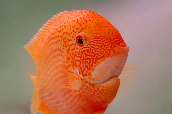 Organic Red Spot Severum High-Quality