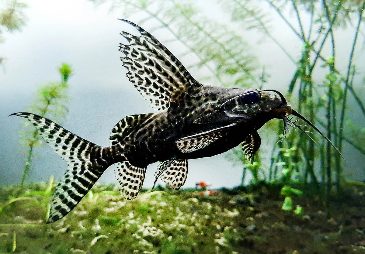 User-Friendly Synodontis angelicus Angel Catfish and Synodontis eupterus Featherfin Catfish High-Grade