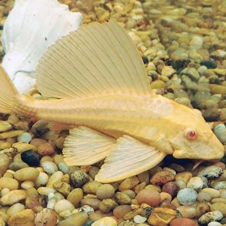 Consistent Gibbiceps Albino Pleco Albino Sailfin Pleco Effective
