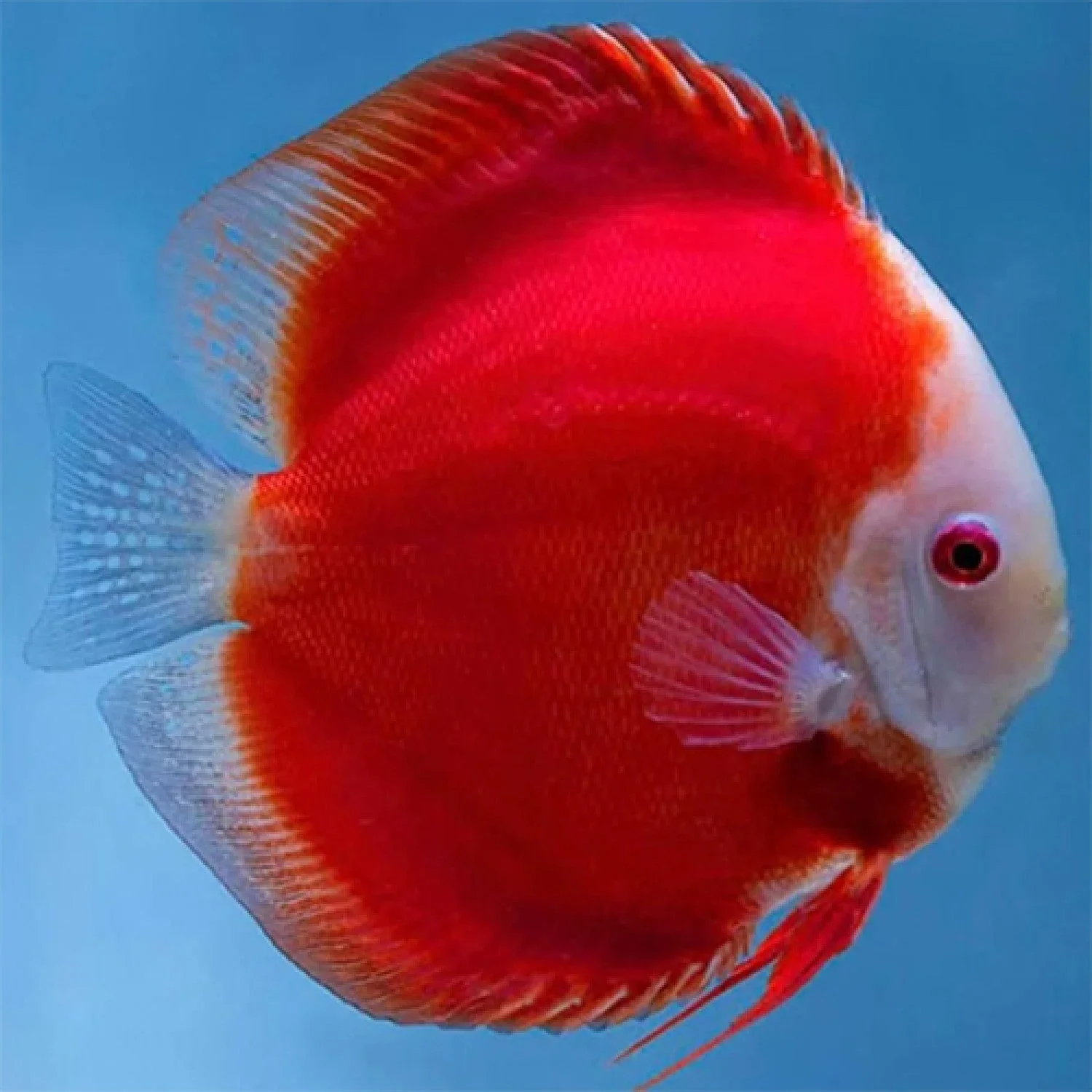 Premium Super Red Discus Original