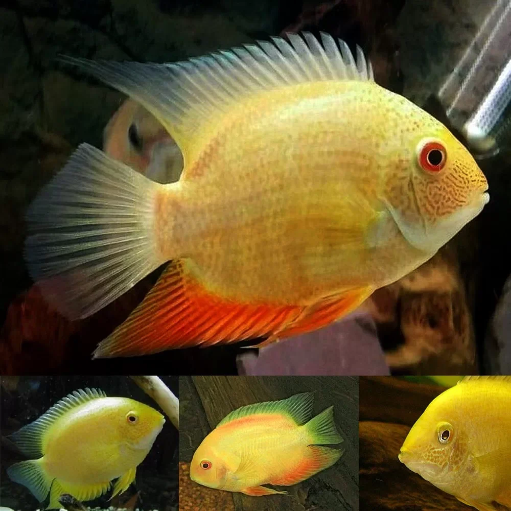 Efficient Red Spot Gold Severum Heros cf. efasciatus Prestigious