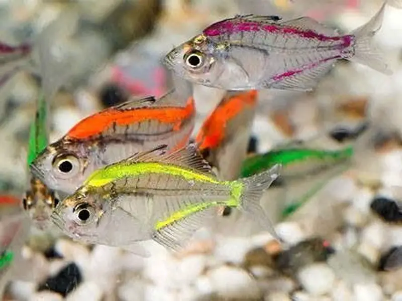 Next-Generation Glass Fish Painted Versatile