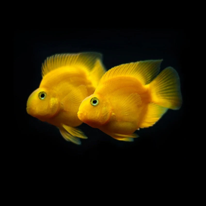 Solid Yellow Parrotfish Superior