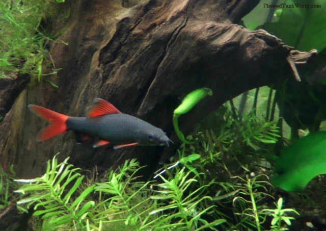 Advanced Redtail black Shark 3 Responsible