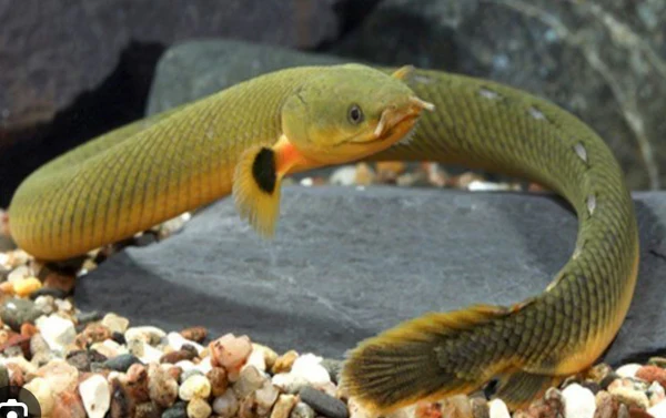 Next-Generation ROPE FISH Fine Crafted