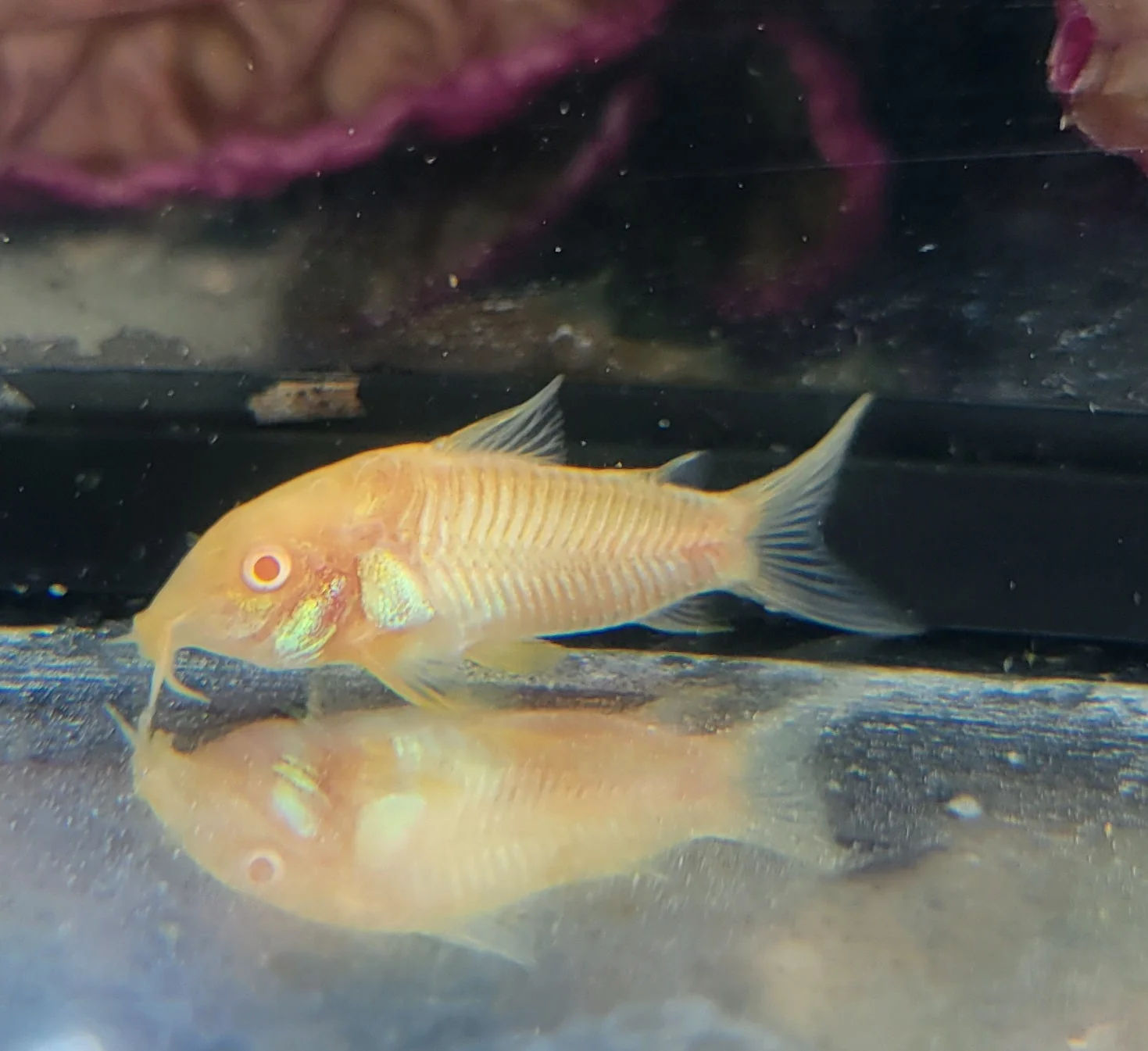 Premium Material Aeneus Albino Cory Corydoras aeneus var. albino Trendy