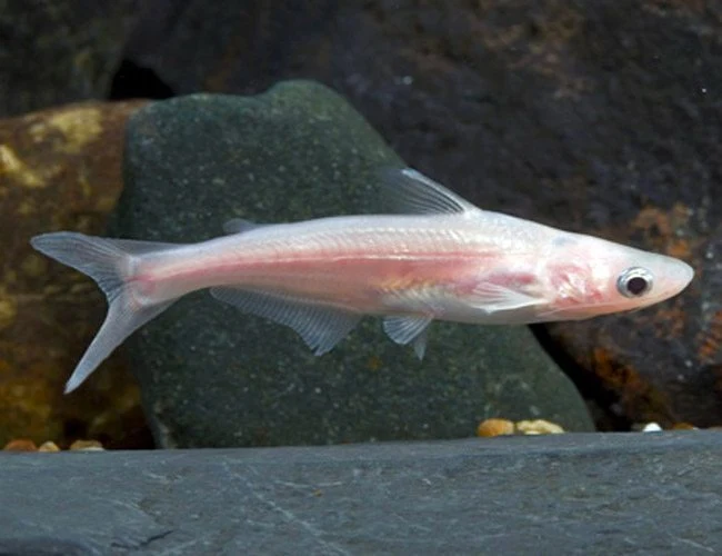 Easy-to-Use Albino iridescent sharks Natural
