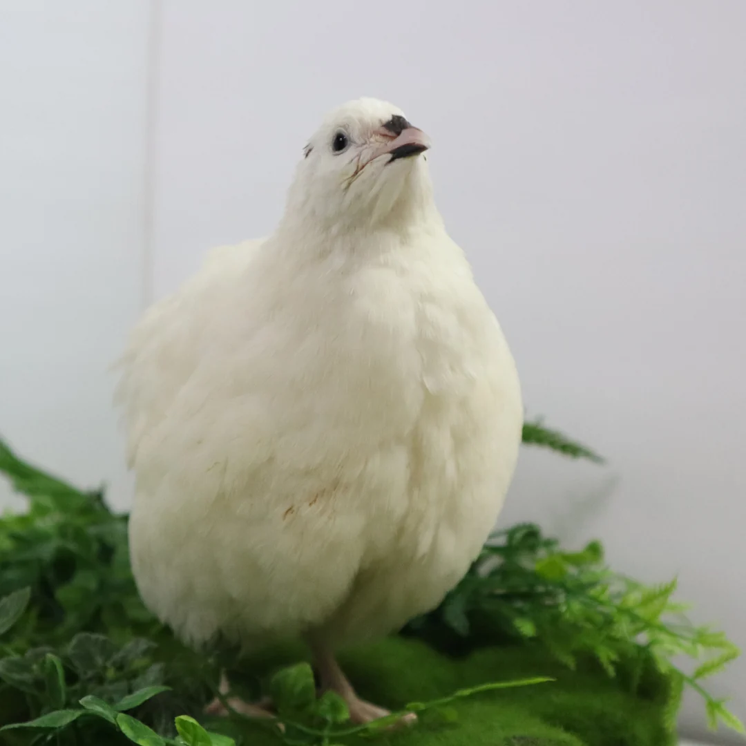 Refined Jumbo White Coturnix Hatching Eggs - Premium Quail Eggs for Hatching - for Homesteaders Breeders Hobbyists - Freshly Collected for High Hatch Rates Breathable