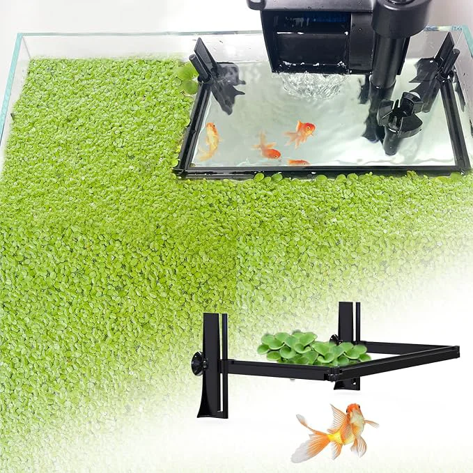 Proven Aquarium Floating Plant Barrier Floating Plant Corral Self Adjusts to Water Casual