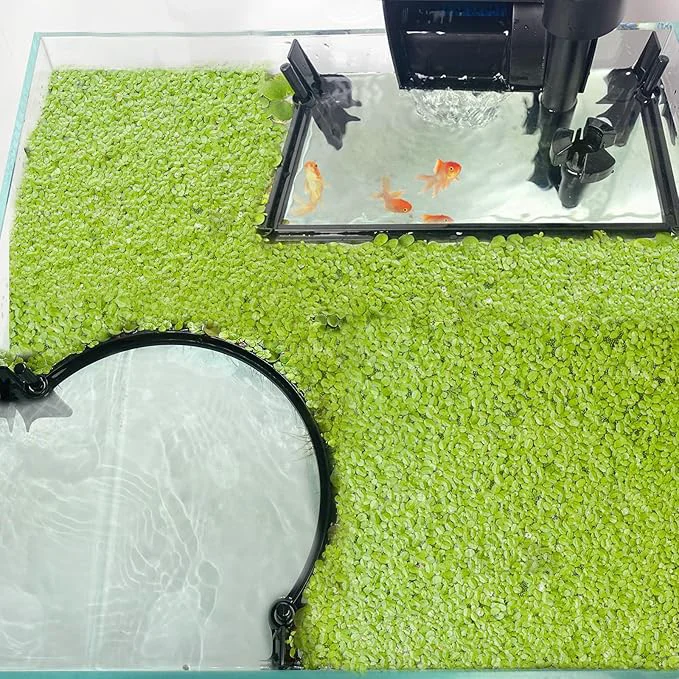 Lightweight Aquarium Floating Plant Barrier Floating Plant Corral Self Adjusts to Water Carefully Designed