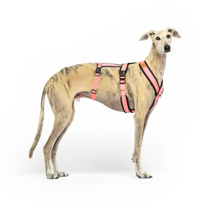 Reliable CandyPet 3-Point Anti-Escape Harness for Sighthounds – Safe Breathable Durable Pink XS-XXL Classic