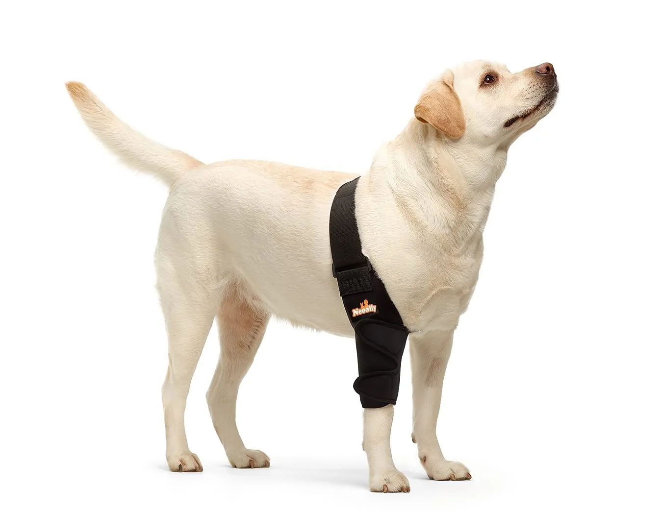 Elegant NeoAlly Dog Elbow Brace Protector Pads - Right Leg Small Joint Support Skin Protection Practical