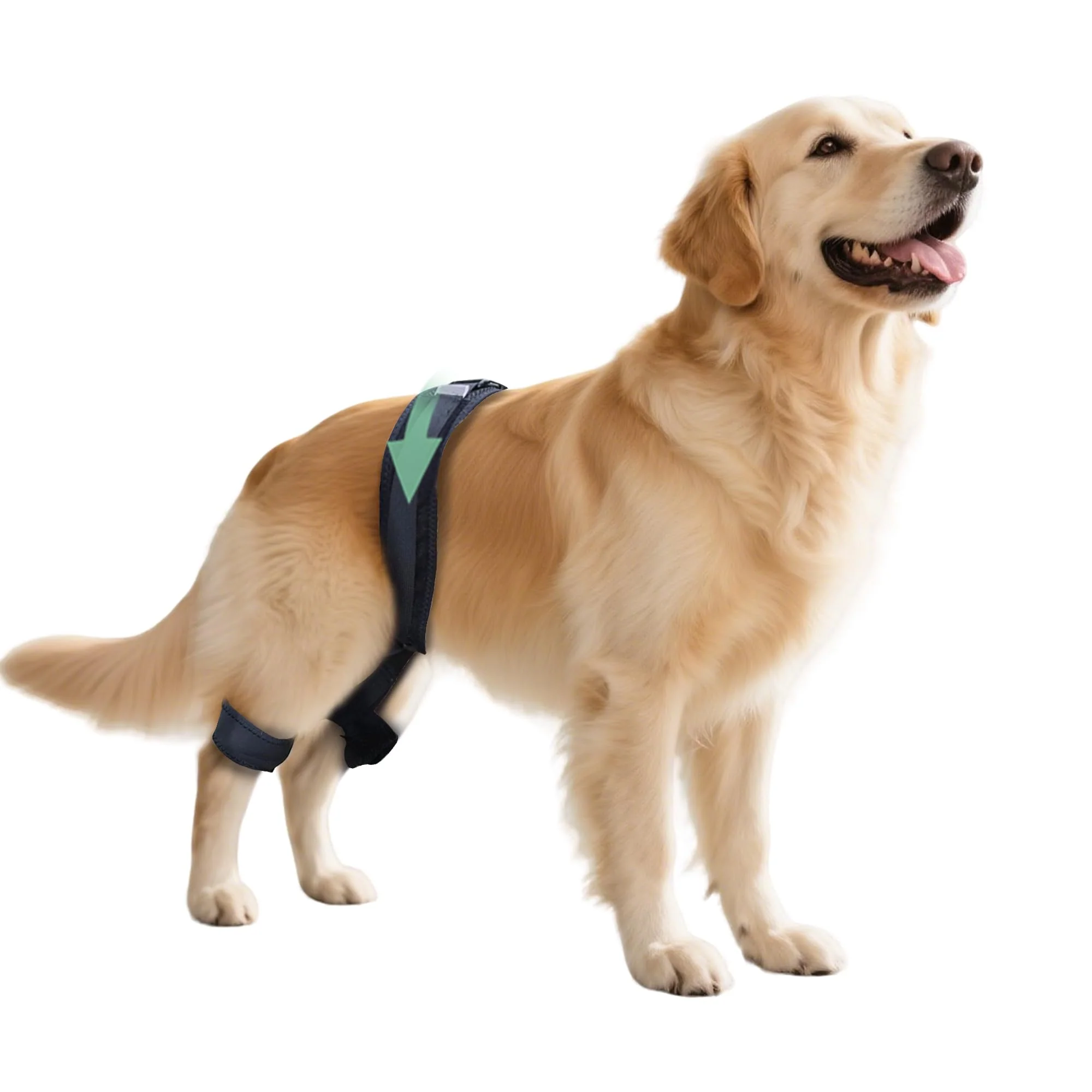 Solid HAPPYHAO Adjustable Dog Leg Brace for Hip Dysplasia — Breathable Customizable Hip Support Natural