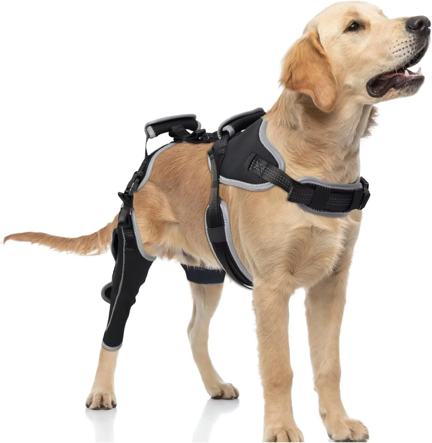 Original Design TIPOOP Dog Knee Brace for ACL CCL — Right Leg Size M Joint Support Unique