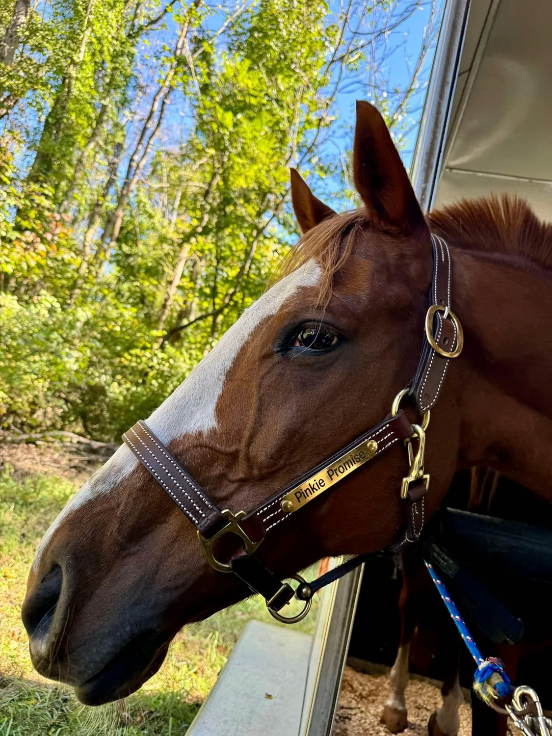 Optimized Leaders Leather Halter for Horses with Customized Engraved Name Plate Option Halter for Horse Versatile