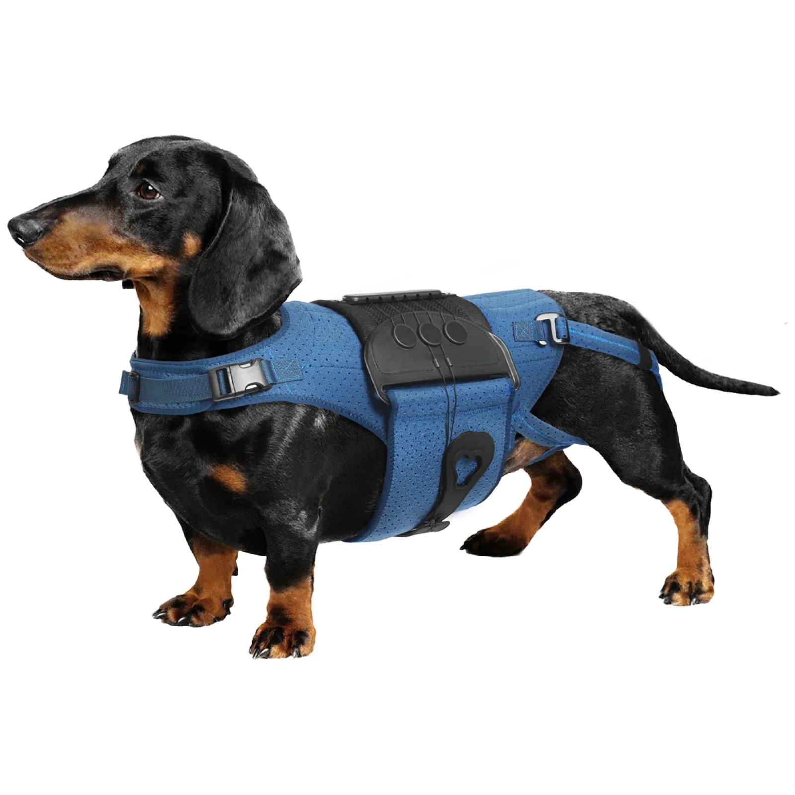 Functional HAGGEMI Dog Back Brace for IVDD Arthritis – Spine Support Mobility Luxury