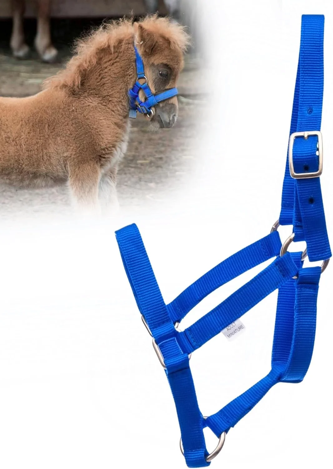 Premium Material Jeffers Equine Mini Horse Halter – 3 4 Nylon Adjustable Halter for Miniature Horses Ponies Under 300 lbs – Heavy Duty Hardware Secure Fit for Training Turnout Grooming Travel – Royal Blue World-Class