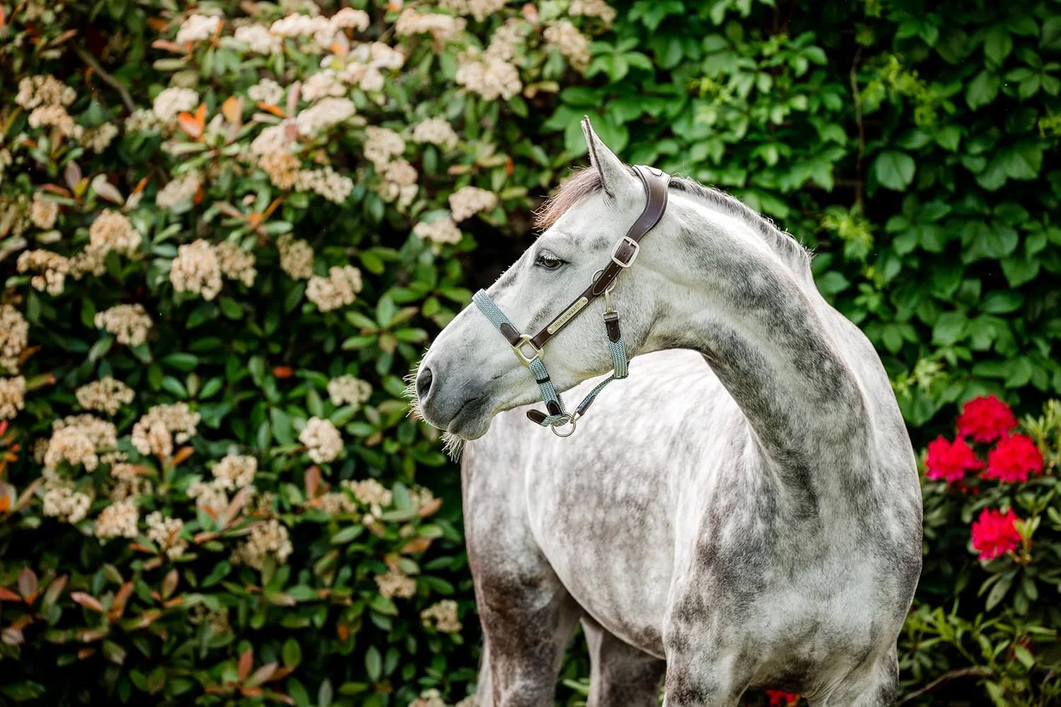 Artisan Horseware® Signature Braided Halter Trendy