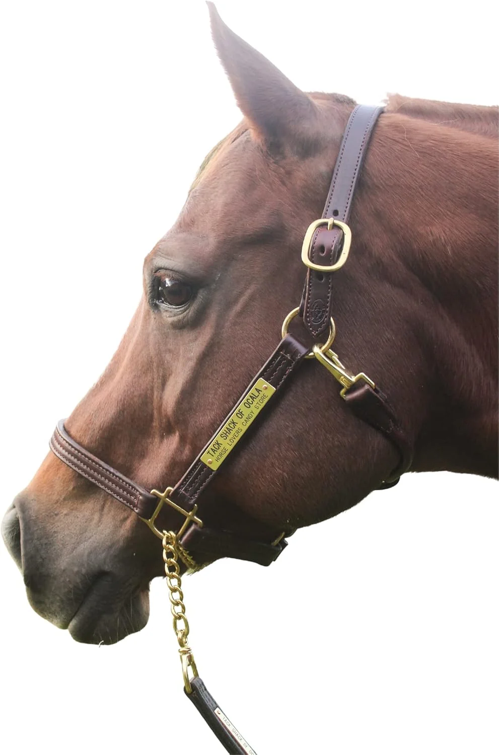 User-Friendly Leather Halter for Horses with Customized Engraved Name Plate Option Halter for Horse Brown Brass Padded Halter Blue or Green Black Brass Black Chrome Options Solid