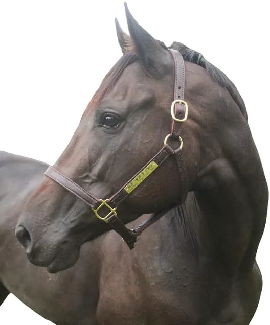 Turnout Leather Halter for Horses with Customized Engraved Name Plate Brown Leather with Solid Brass Hardware Fixed Chin Double Buckle Crown Certified