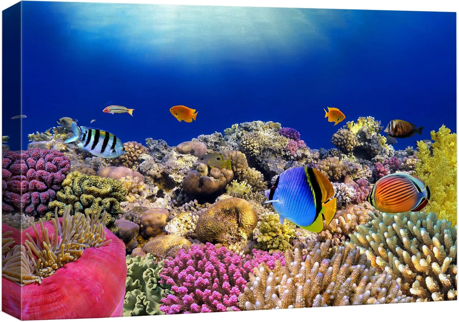 Consistent wall26 Canvas Print Wall Art Vibrant Coral Reef Anemone Fish Ecosystem Nature Animals Photography ism Rustic Scenic Landscape Wilderness Earth Colorful for Living Room Bedroom Office - 16 x24 Traditional